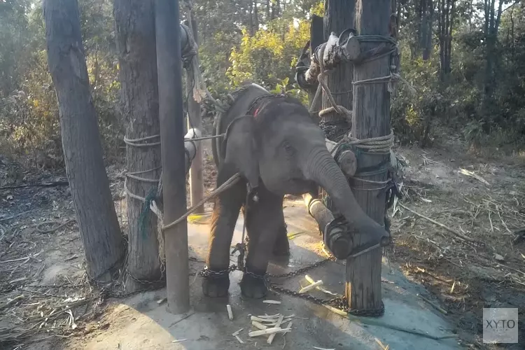 World Animal Protection toont nieuwe beelden van wrede olifantentraining