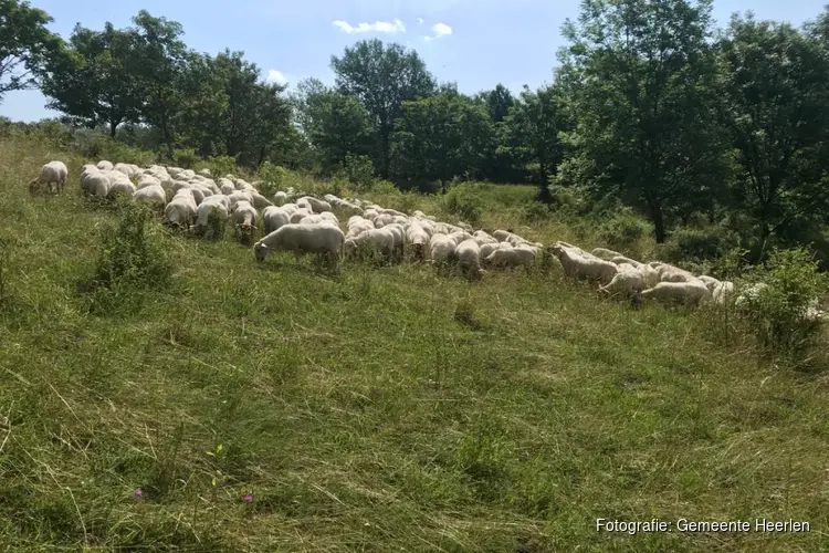 De schapen trekken er weer op uit