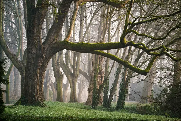 Nieuwe regels voor de bescherming van bomen